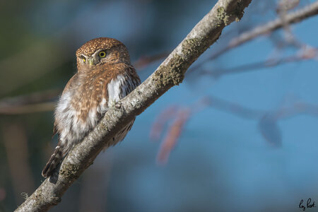 Northern-Pygmy-Owl-0164.jpg