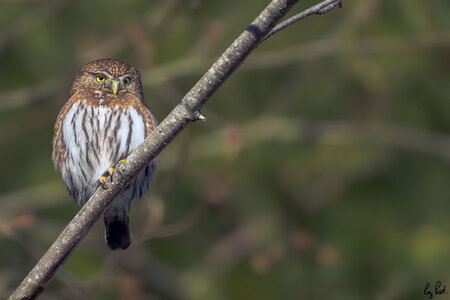 Northern-Pygmy-Owl-2261-DxO_DeepPRIME-3.jpg