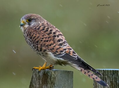 kestrel 2025_672.jpg