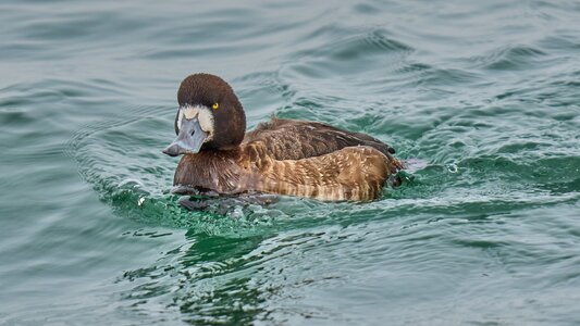 Greater Scaup - Barnegat - 02162026 - 02 - DN.jpg