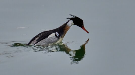 Red-Breasted Merganser - Forsythe NWR - 02162026 - 02 - DN.jpg