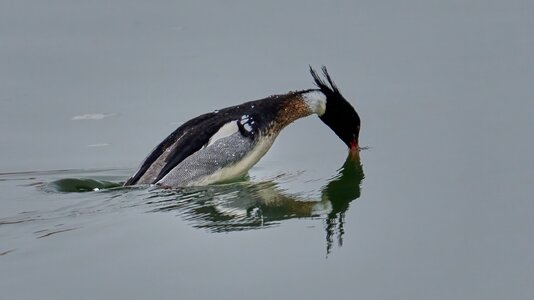 Red-Breasted Merganser - Forsythe NWR - 02162026 - 03 - DN.jpg