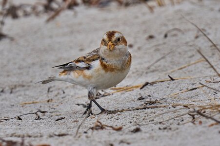 Snow Bunting - Barnegat - 02162026 - 10 - DN.jpg