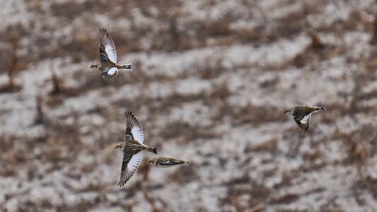 Snow Bunting - Barnegat - 02162026 - 12 - DN.jpg