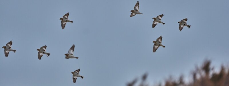 Snow Bunting - Barnegat - 02162026 - 14 - DN.jpg