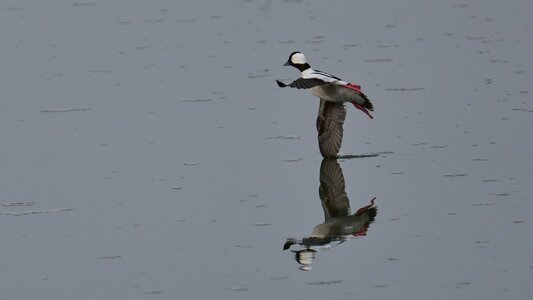 Bufflehead - Forsythe NWR - 02162026 - 11 - DN.jpg