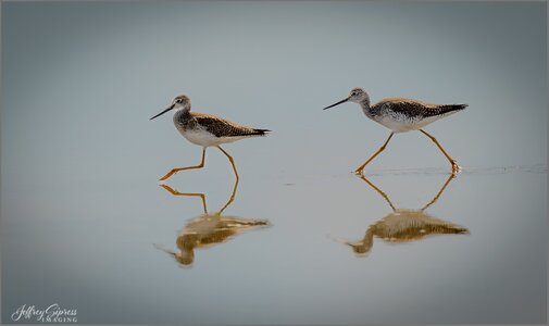 greateryellowlegs1.jpg