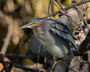 Green Heron 1826.jpg