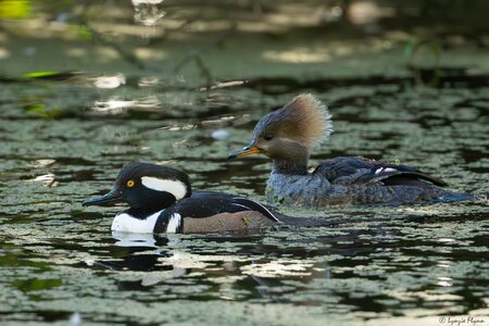 Hooded Mergansers 2362.jpg