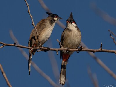 Red-whiskered Bulbul 1001.jpg