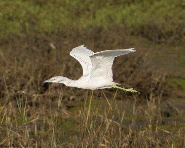 Little Blue Heron 3829.jpg
