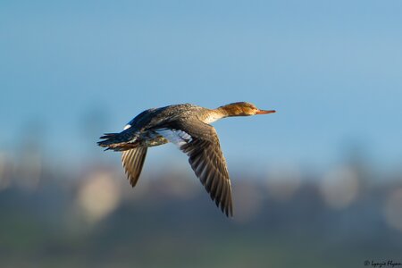 Red-breasted Merganser 2788.jpg