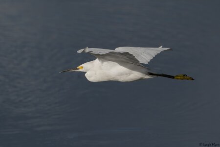 Snowy Egret 3303.jpg