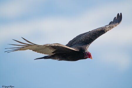 Turkey Vulture 2835.jpg