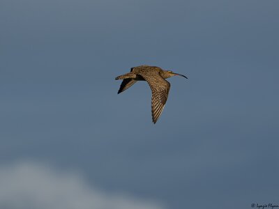 Whimbrel 3204.jpg