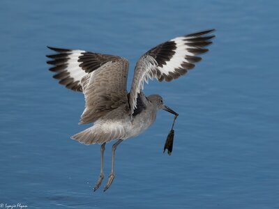 Willet 4148.jpg