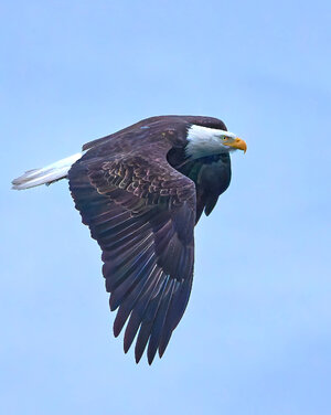 A1209508_openWith 4.jpg