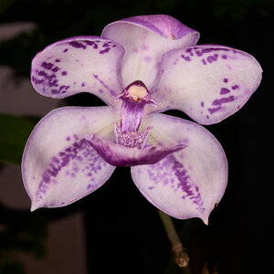 Blue Fairy - Longwood - 02162026 - 01.jpg