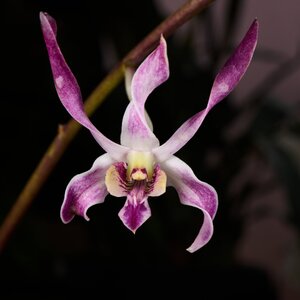 Blue Seas - Longwood - 02162026 - 01.jpg