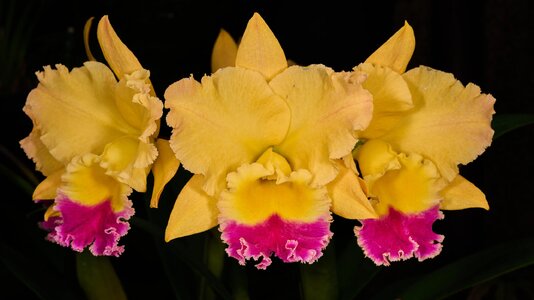 Golden Girl - Longwood - 02162026 - 01.jpg