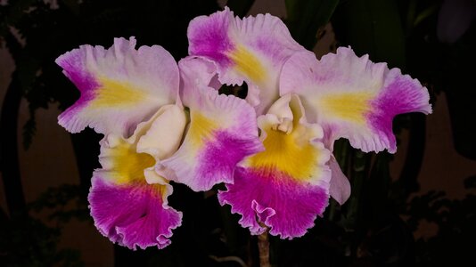 Mischief - Longwood - 02162026 - 01.jpg