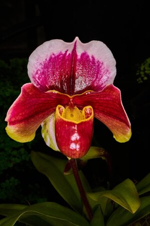Paphiopedilum Hybrid - Longwood - 02162026 - 01.jpg