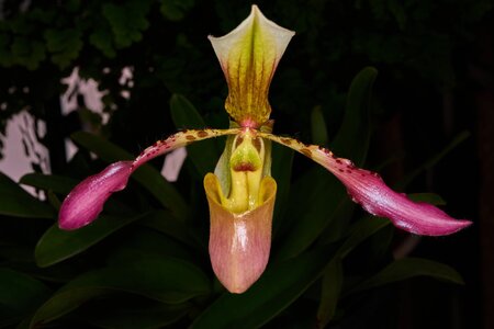 Rodney Wilcox Jones - Longwood - 02162026 - 01.jpg