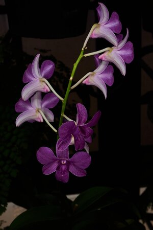 Sakda Blue - Longwood - 02162026 - 01.jpg