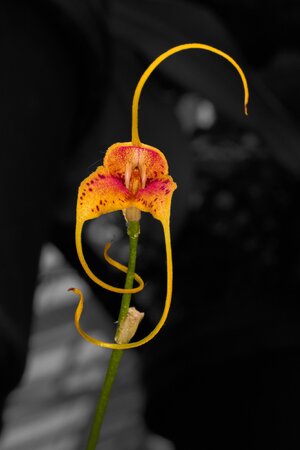 Spiderman A - Longwood - 02162026 - 01.jpg