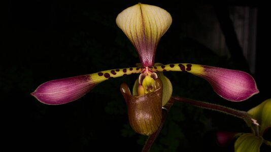 Toni Semple - Longwood - 02162026 - 01.jpg