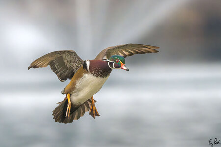 Wood-Duck-7087.jpg