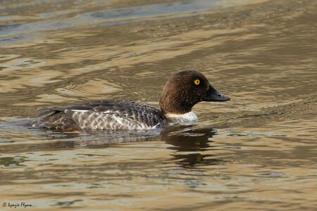 Common Goldeneye 4549.jpg