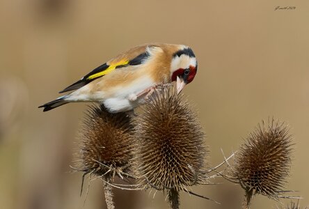 goldfinch 2026_21.jpg