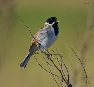 reed bunting 2026_3.jpg