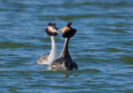 great crested grebe 2026_6.jpg