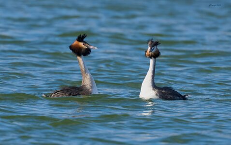 great crested grebe 2026_4.jpg