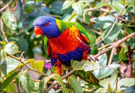 Lorikeet 3-r.jpg