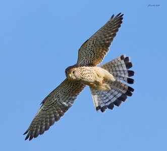 kestrel 2026 20.jpg