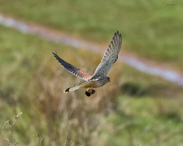 kestrel 2026 14.jpg