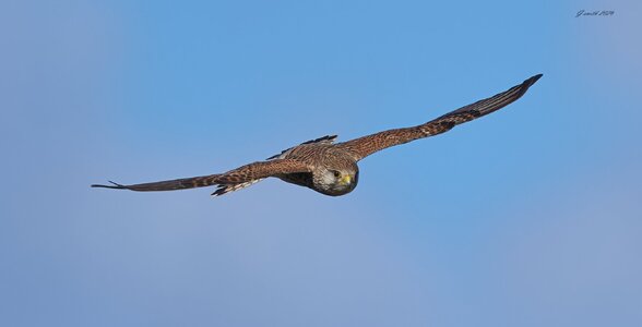 kestrel 2026 28.jpg