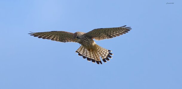 kestrel 2026 32.jpg