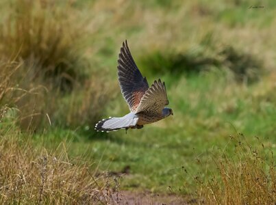 kestrel 2026 36.jpg