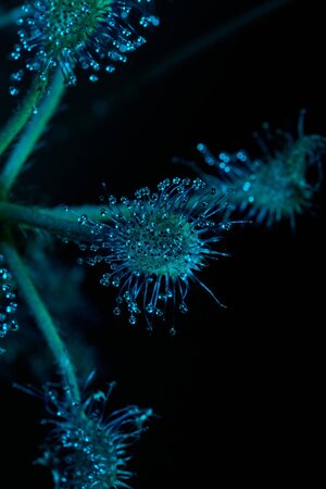 AA_08589.jpg
