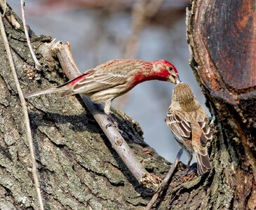 Finch2.jpg