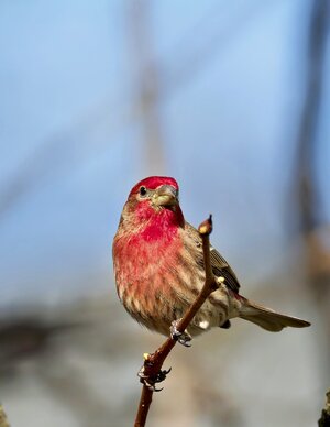 Finch3.jpg
