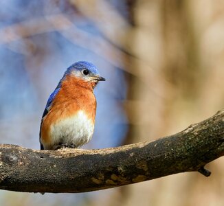 BBird1.jpg