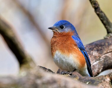 BBird2.jpg