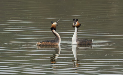 great crested grebe 2026_12.jpg