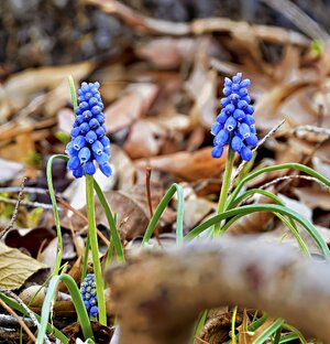 Spring_3R.jpg