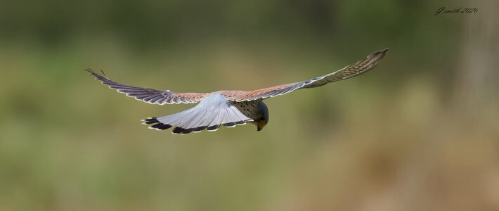 kestrel 2026_14.jpg